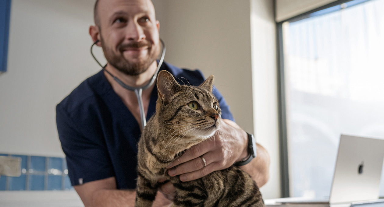 En dyrlæge undersøger en kat