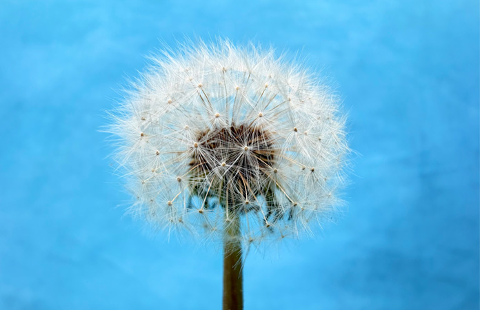Foto bunga dandelion yang diambil dengan fitur kamera Makro